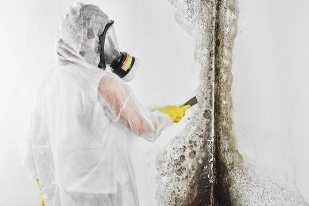 Professional Mold Removal in Wheelersburg, OH