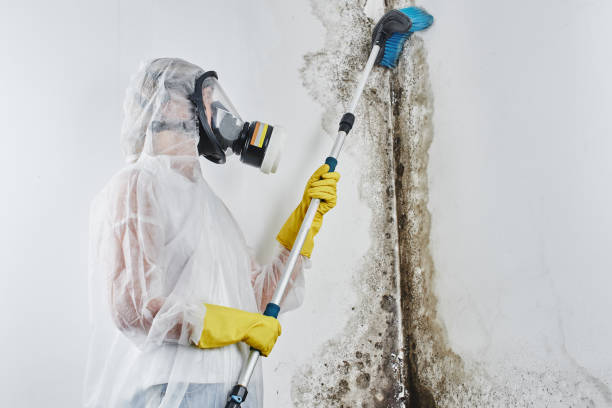 Best Affordable Mold Removal  in Wheelersburg, OH