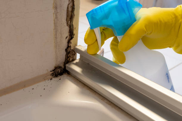 Best Residential Mold Removal  in Wheelersburg, OH