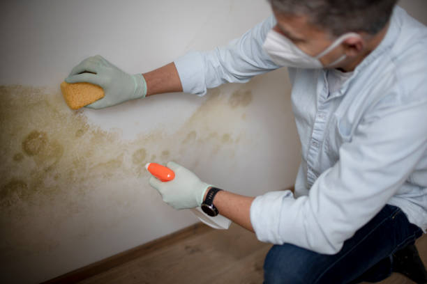 Best Best Mold Removal Companies  in Wheelersburg, OH