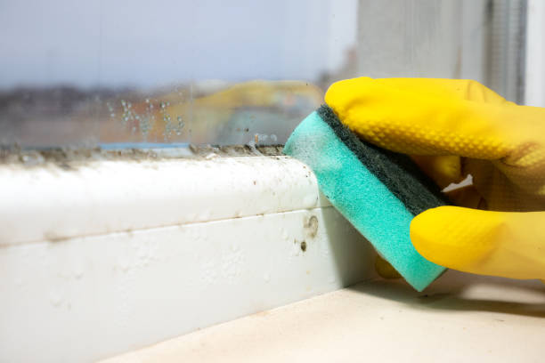 Best Best Mold Removal Companies  in Wheelersburg, OH