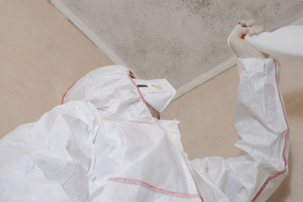 Best Black Mold Removal  in Wheelersburg, OH