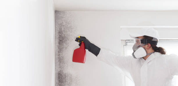 Professional Mold Removal in Wheelersburg, OH