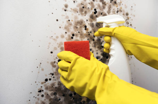 Attic Mold Removal in Wheelersburg, OH