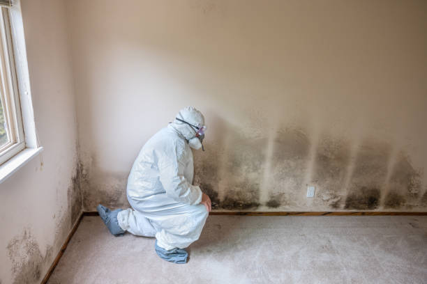 Best Mold Remediation  in Wheelersburg, OH