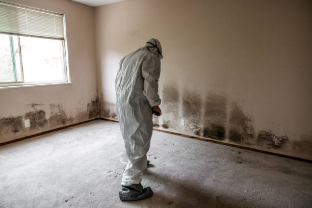 Best Residential Mold Removal  in Wheelersburg, OH