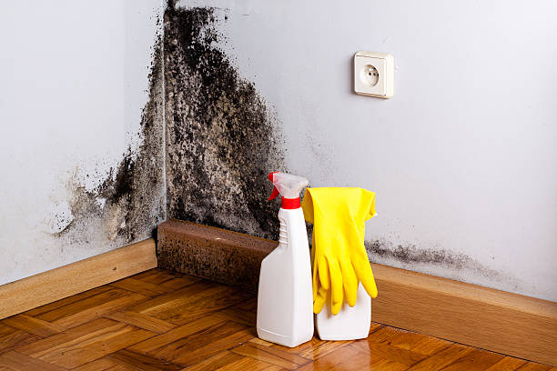 Best Local Mold Removal Service  in Wheelersburg, OH