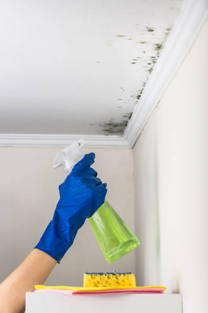 Best Home Mold Removal  in Wheelersburg, OH